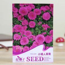 【小矮人翠菊種子】最新最全小矮人翠菊種子 產品參考信息