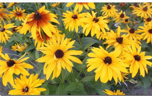 廠家直銷花卉種子黑心菊種籽黃色黑心金光菊黑眼菊易種園藝觀賞花