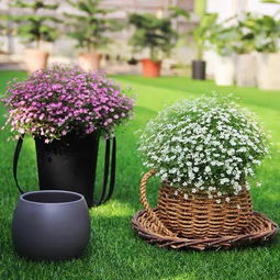 這五種嬌小可愛的花,一言不合就爆盆,你家有幾種呢