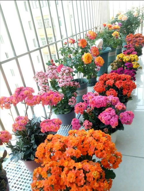 7種 漂亮花 ,冬天快扦插,生根快,好養活,一個多月就開花