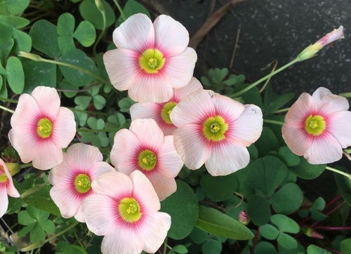 陽臺上初冬的主角,有2種,花兒很漂亮顏色很仙也很好養