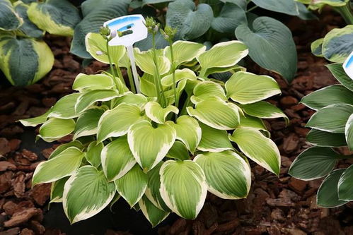 比較耐寒的11種花卉,有的能抵御 零下幾十度 低溫,漂亮又好養(yǎng)