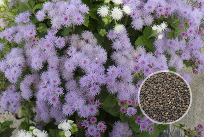 藿香薊花卉種子|一二年生花卉|花啦啦花卉