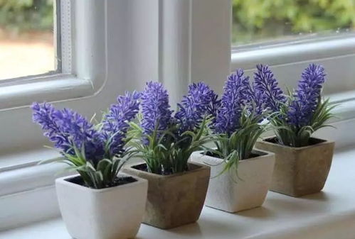 可以讓你不再失眠的9種植物,提高睡眠就養(yǎng)這些花