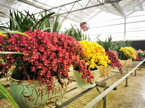 青秀山25萬(wàn)株迎春花卉等你來(lái)賞其中有22種帶 虎 字植物,展出截至2月20日