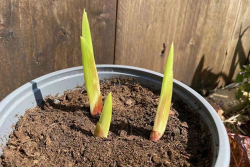 春季種下唐菖蒲種球,每年夏季可復(fù)花,容易長(zhǎng)子球