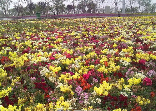 滄州市哪里有賣(mài)梓樹(shù)種子多少錢(qián)一斤