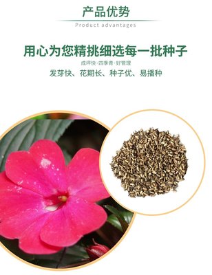 重瓣鳳仙花花種花籽指甲花四季花卉易種植景觀花海綠化草花種子