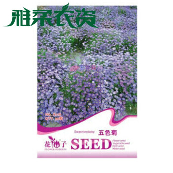 雅柔 菊類系列種子室內盆栽花卉植物種子 彩包種子 10無色菊30粒