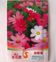 【波斯菊種子批發】最新最全波斯菊種子批發 產品參考信息