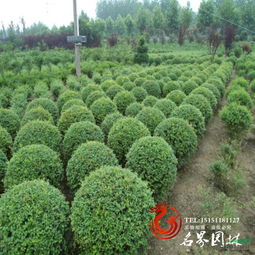 場地介紹 沭陽縣名界園林綠化苗木場