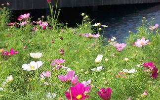 愛情花開 不離不棄 生死相依 第11期