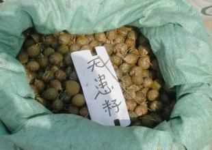 出售花卉種子 無患籽種子_農副產品_世界工廠網中國產品信息庫