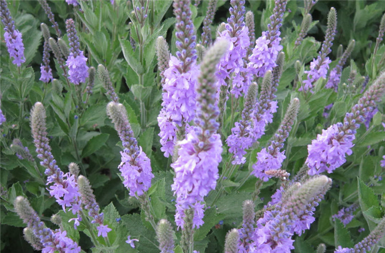 美女櫻種子多年生宿根花卉盆栽園藝鮮花種子工程花海景觀植物種子