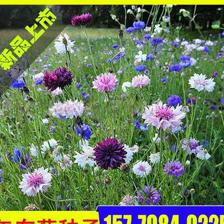 金雞菊種子的種植方法和時間