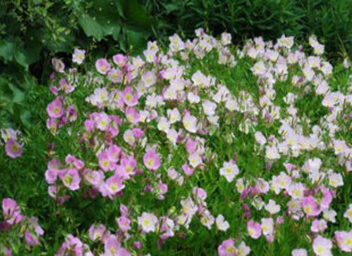 固定時間開花的植物,天亮之后就會凋謝,很多人們喜歡