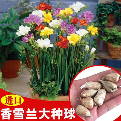 小蒼蘭種子香雪蘭種球球根風雨蘭種子重瓣百合風信子室內綠植花卉