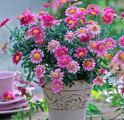 春天養上這5種花卉,開花多又美,輕松養成大花球