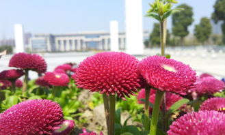 三星i889拍攝各種花花草草 純陽光 20p