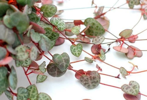 夏天就養此款植物,好養易打理,改善睡眠質量,空氣清新