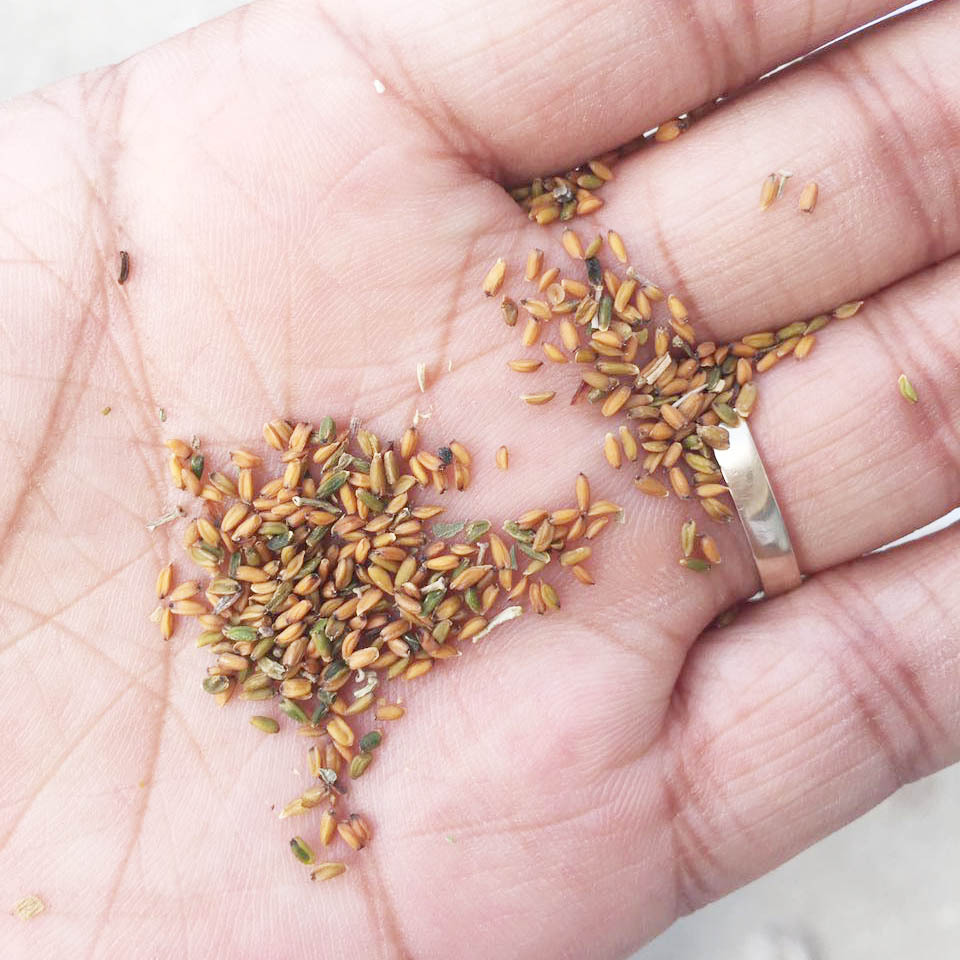 花卉花草種子 七里黃種籽 四季觀花植物盆栽種子花籽草籽