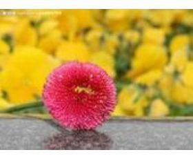 雛菊花種子|東商網