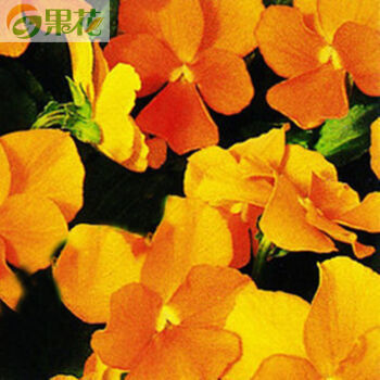 果花 觀花種子 進口花卉角堇種子小馬系列 室內盆栽庭院花卉 3包 橘黃色【圖片 價格 品牌 報價】-京東