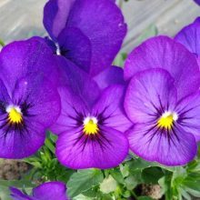 【?三色堇種子擺盤四季陽臺盆栽貓兒臉蝴蝶花 花卉種子 藥用食用春秋季花卉蔬菜種子圖片】?三色堇種子擺盤四季陽臺盆栽貓兒臉蝴蝶花 花卉種子 藥用食用春秋季花卉蔬菜種子