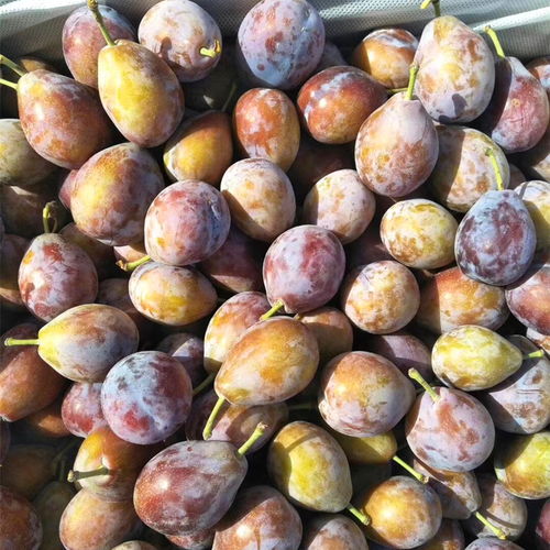 【1米高秋姬李子樹苗秋姬李子樹小苗品種介紹】- 