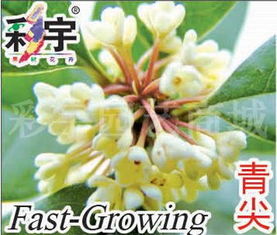 彩宇園藝商城 安徽六安綠宇果樹花卉研究中心 果樹苗 花木苗 觀光園藝用大樹 苗木 種苗 花卉種子