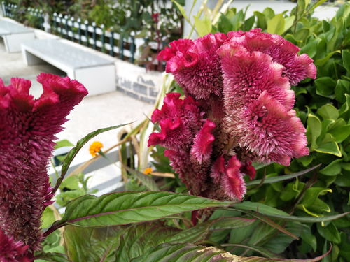 農村一種火紅的花朵,人稱 雞冠花 ,尤其適合養(yǎng)在庭院