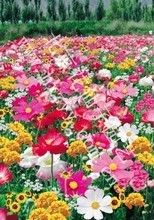 【h種子】最新最全h種子 產(chǎn)品參考信息