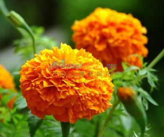 萬壽菊 青州萬壽菊基地 萬壽菊批發(fā)價格