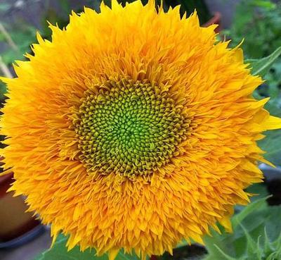 愛花之人都愛養(yǎng)10種花卉,開花一朵接一朵,輕松打造私人花園!