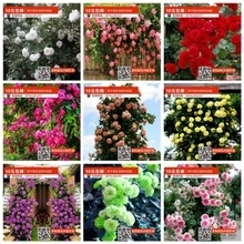 【淘寶花卉】最新最全淘寶花卉 產(chǎn)品參考信息