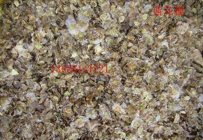 觀賞植物,觀賞樹種子:藍(lán)花楹種子,到專業(yè)花卉種子站購(gòu)買