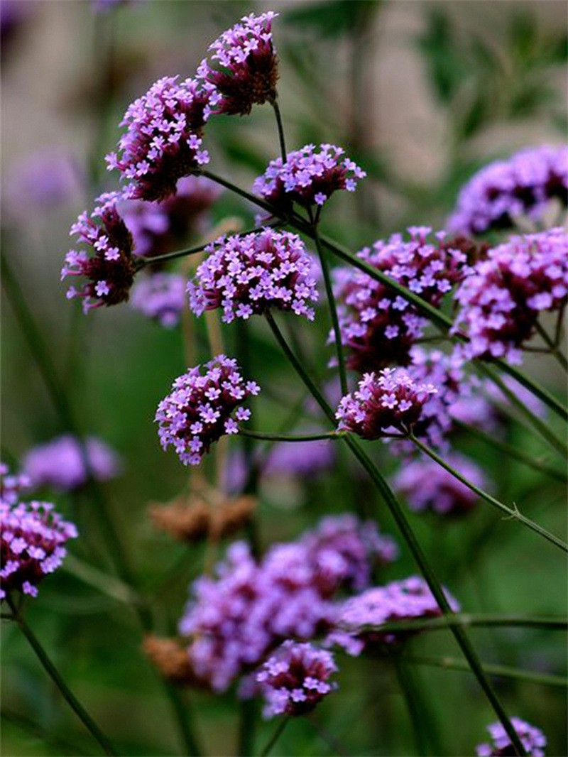 柳葉馬鞭草種子多年生宿根草花種子景觀綠化花?；榧啍z影觀花種子
