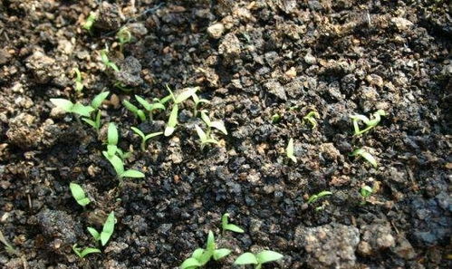 吃草莓吐出幾個(gè)籽,扔到花盆蹭蹭冒芽,陽(yáng)臺(tái)結(jié)出100個(gè)果子