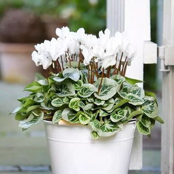 11月買這五種花,漂亮又好養,可當年宵花