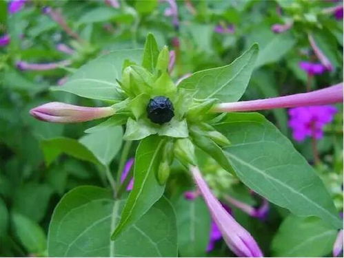 這花農村經常見,被稱為 地雷花 ,傍晚才開花,你肯定見過 種子
