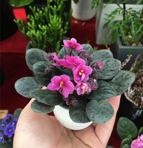 9種 怕曬花 ,曬的越多,死得越快,半陰地兒反倒長得旺