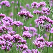 2020花卉種子種苗價格 報價 花卉種子種苗批發 第2頁 種子網