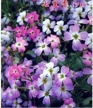 【七色花種子】最新最全七色花種子 產品參考信息