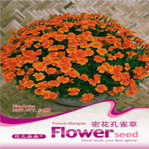 【臭草種子】臭草種子價格/圖片_臭草種子批發/采購_臭草種子廠家/供應商