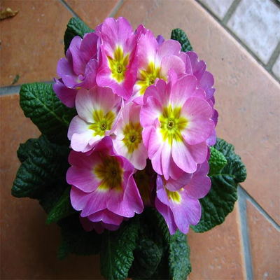 進口歐洲報春苗 報春小苗 景逸種業 花卉種子齊全 苗子種類齊全