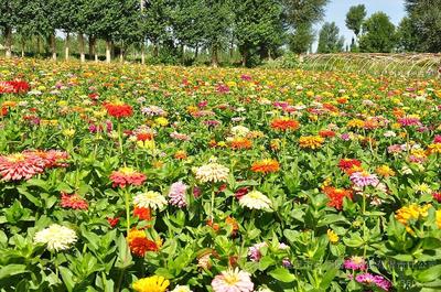 供應組合草花組合花卉種子、草花組合(輝煌系列)