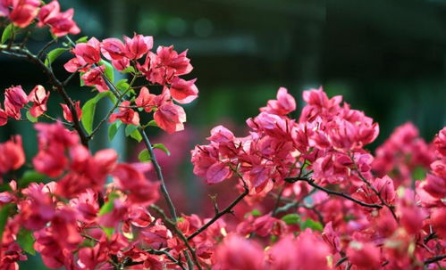 開花植物養得多 想要開花爆盆,促花肥要準備2種才行