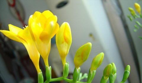 4種植物有 香味 ,客廳放一盆,屋子都是香的,開花又大又美