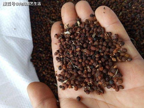 9塊9的花種子,值不值得買 買回家就上當,都是 智商稅