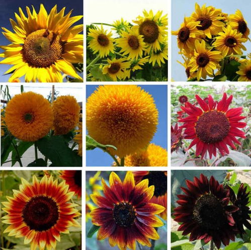 向日葵種植指南 培育積極健康的花朵 植株 多肉植物 網易訂閱